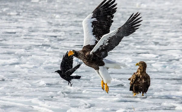 Steller'ın deniz kartal uçuş