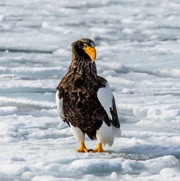 Aigle de mer de Steller assis sur la glace — Photo