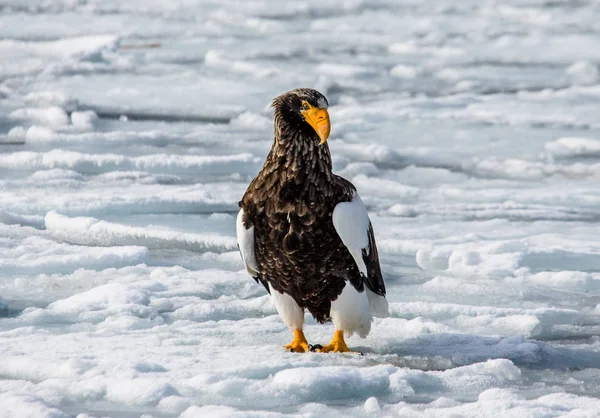 Steller's sea eagle sitting on ice — Stock Photo, Image