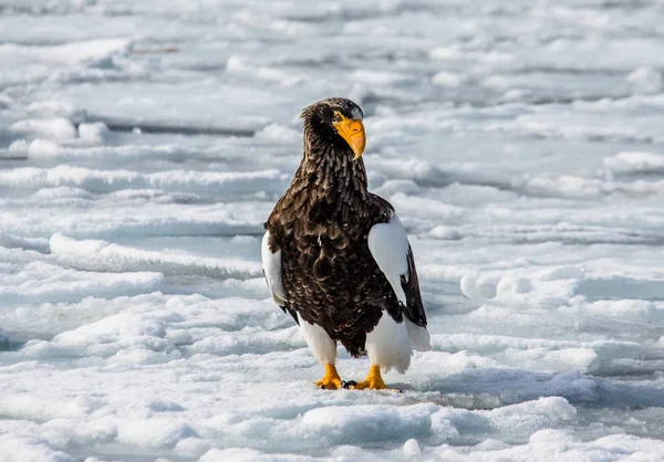 Aigle de mer de Steller assis sur la glace — Photo