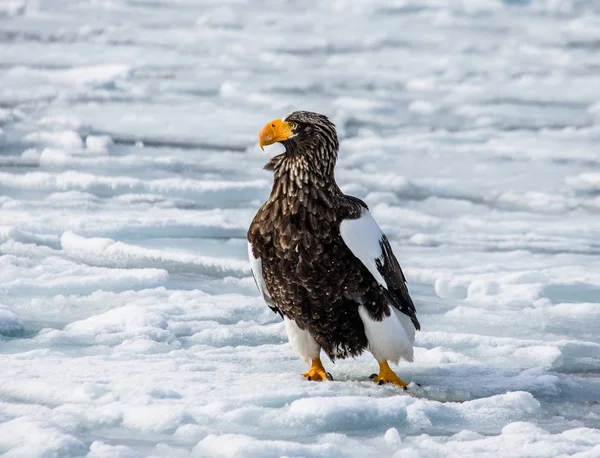 Морской орёл Стеллера сидит на льду — стоковое фото