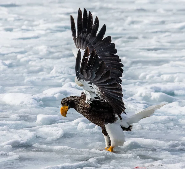 Steller\'s sea eagle sitting on ice