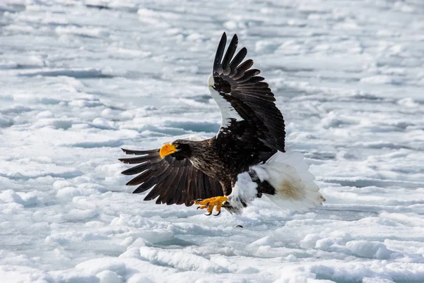 Stellers sea eagle under flygning — Stockfoto