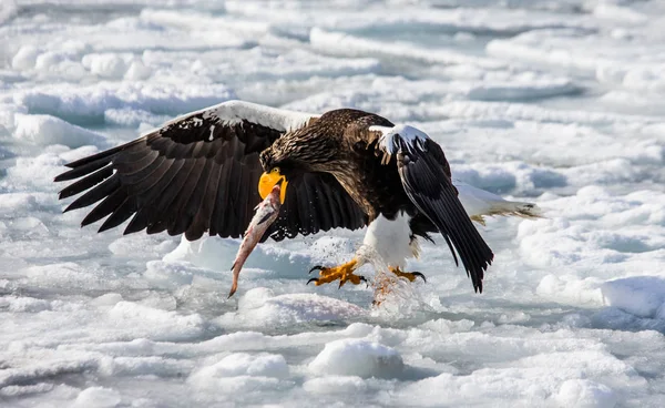 stock image Steller's sea eagle sitting with prey