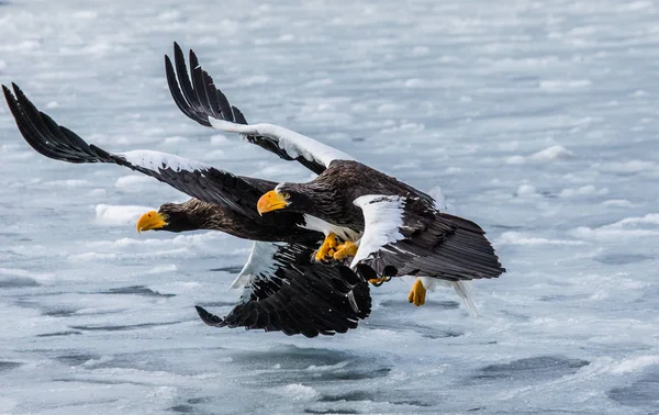 Морська море eagles політ — стокове фото