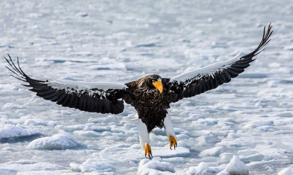 Морська Орлан в польоті — стокове фото