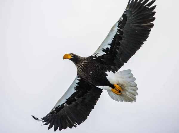 Steller's sea eagle in flight — Stock Photo, Image