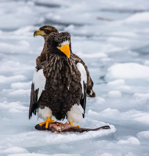 Águias marinhas sentadas no gelo com presas — Fotografia de Stock