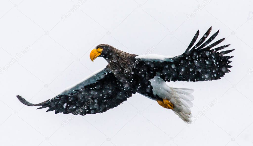 Steller's sea eagle in flight
