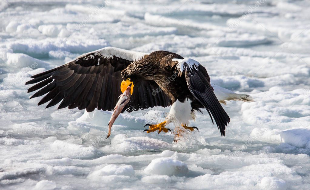Steller's sea eagle sitting with prey