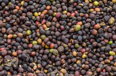 Olgun kahve taneleri 