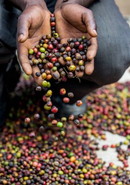 Aşkın olgun kahve taneleri