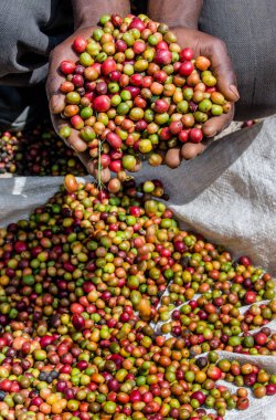 Aşkın olgun kahve taneleri