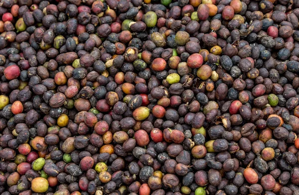 Körner reifen Kaffees — Stockfoto