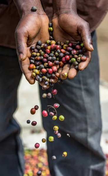 Aşkın olgun kahve taneleri