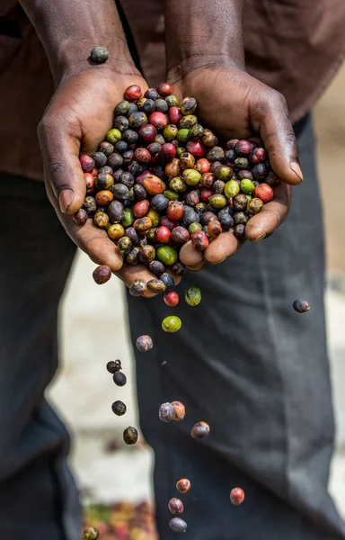 Mains pleines de grains de café mûr — Photo