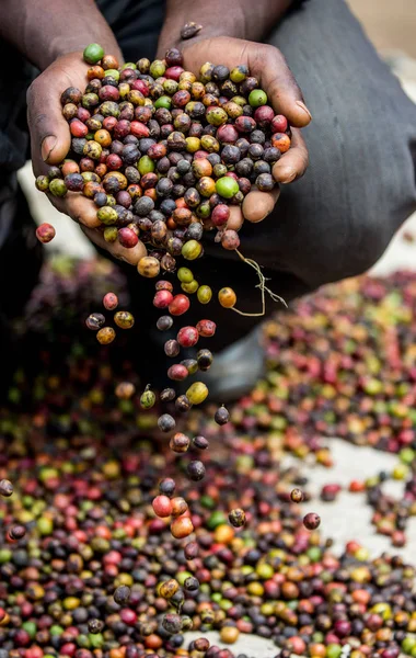 Hands full of grains of ripe coffee — Stock Photo, Image