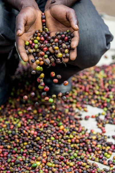 Mãos cheias de grãos de café maduro — Fotografia de Stock