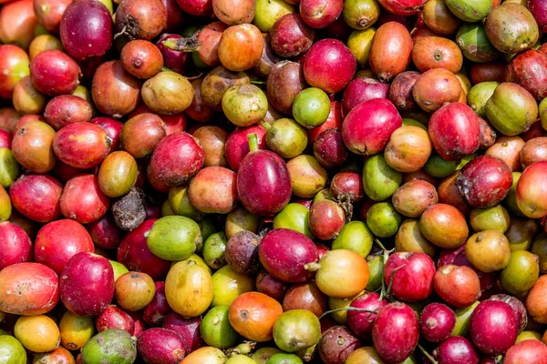 Körner reifen Kaffees — Stockfoto