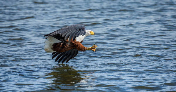 African Fish Eagle hunting