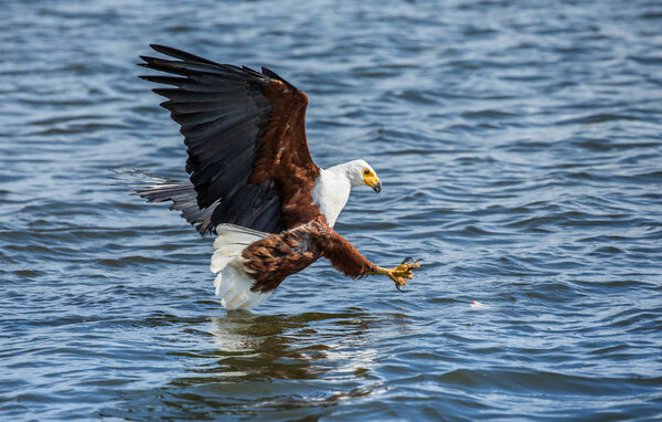African Fish Eagle hunting