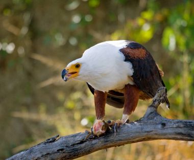 Afrika balık kartal dalı