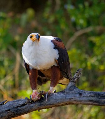 Afrika balık kartal dalı