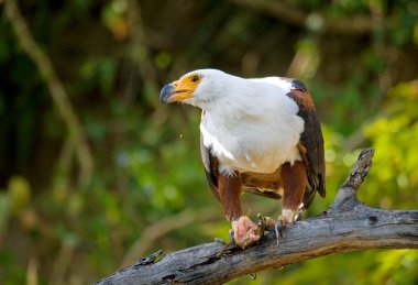 Afrika balık kartal dalı