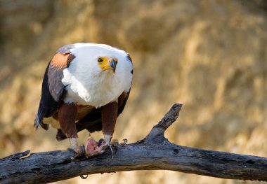 Afrika balık kartal dalı