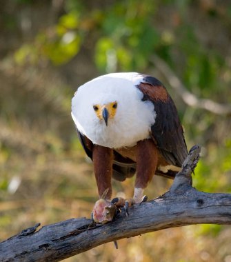Afrika balık kartal dalı