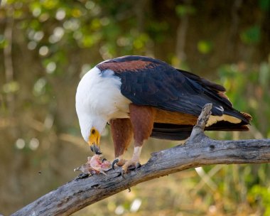 Afrika balık kartal dalı