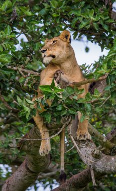 Dişi aslan yaprakları gizler