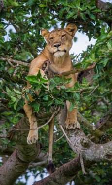 Dişi aslan yaprakları gizler