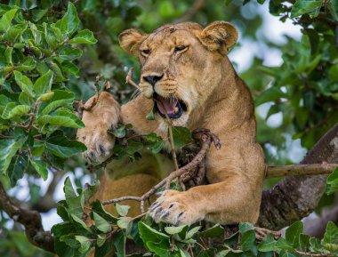 Dişi aslan yaprakları gizler