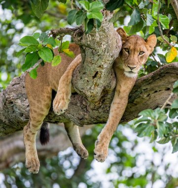 Büyük ağaç üzerinde yalan dişi aslan