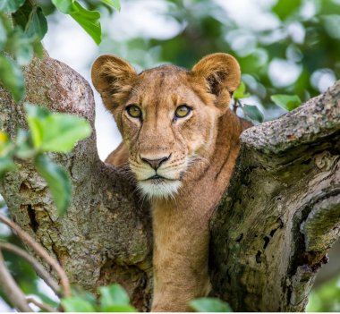 Büyük ağaç üzerinde yalan dişi aslan