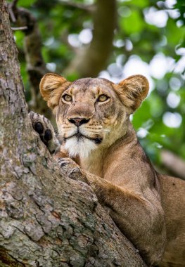 Büyük ağaç üzerinde yalan dişi aslan