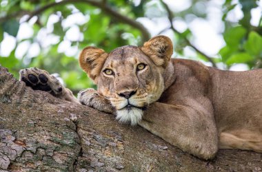 Ağaç üzerinde yalan dişi aslan