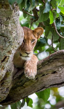 dişi aslan portre ağaç üzerinde