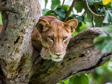 dişi aslan portre ağaç üzerinde