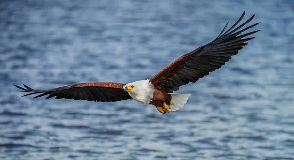 African Fish Eagle en vol. — Photo