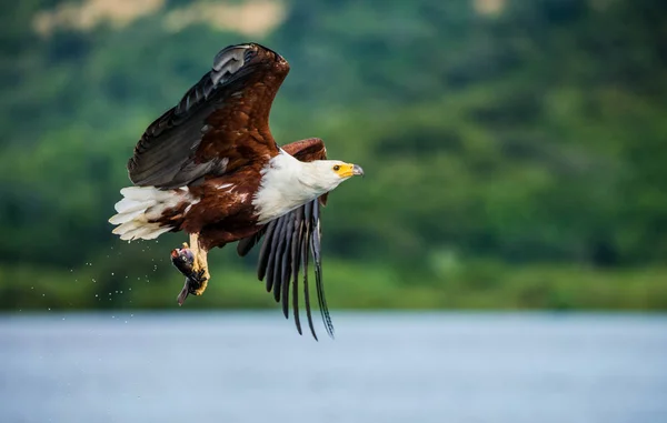 Águia de peixe africano em voo. — Fotografia de Stock