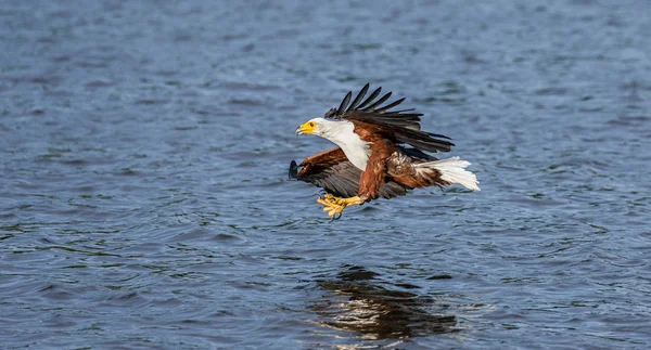 Peixe Africano Caça águia — Fotografia de Stock