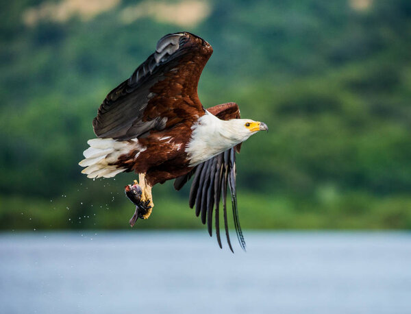 African fish eagle in flight. 