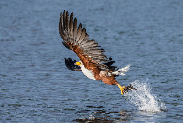 African fish eagle in flight. 