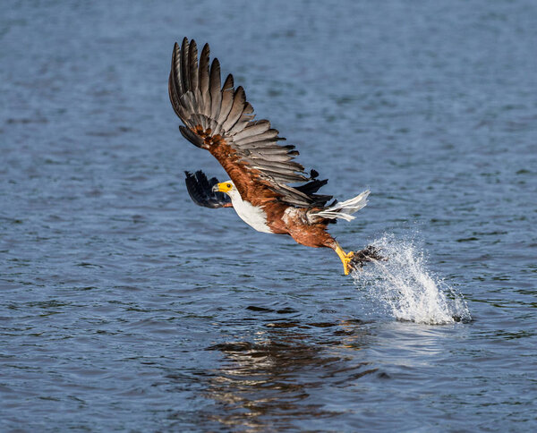 African fish eagle in flight. 