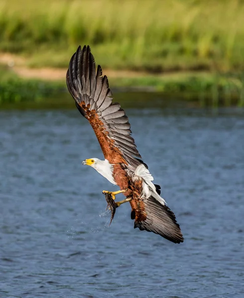 Águia de peixe africano em voo. — Fotografia de Stock