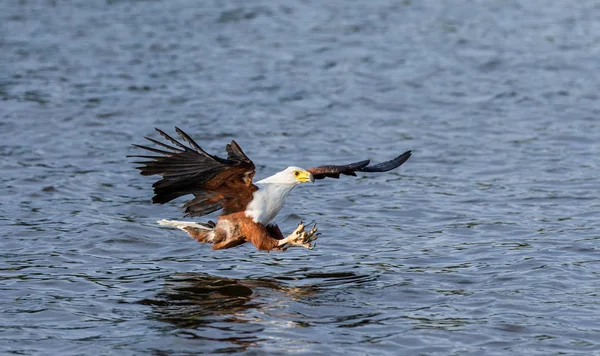 Peixe Africano Caça águia — Fotografia de Stock