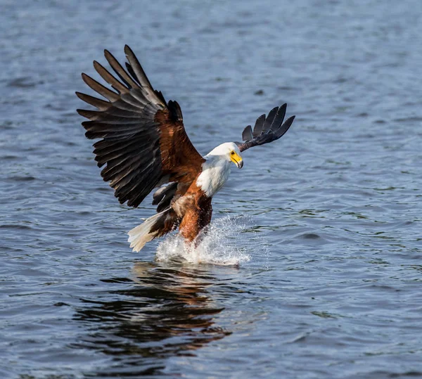 Peixe Africano Caça águia — Fotografia de Stock