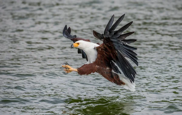 Afrikanska Fish Eagle jakt — Stockfoto